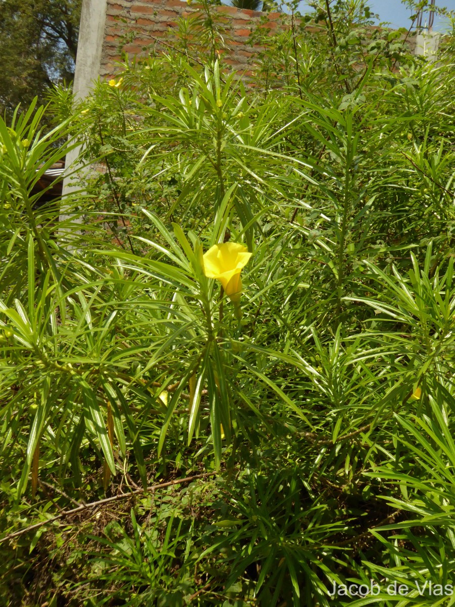 Cascabela thevetia (L.) Lippold